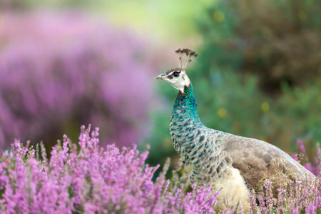 Close up of a colourful Peahen in pink heather, UK.の写真素材