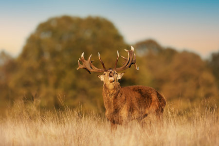 Red deer calling during the rut in autumn, UK.の写真素材