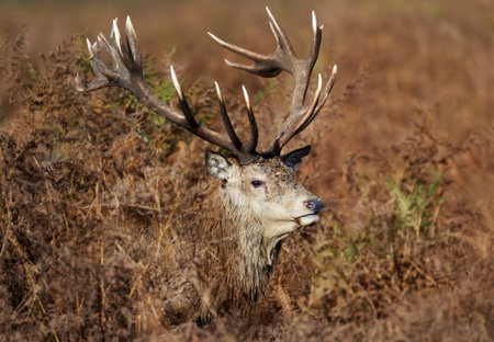 Portrait of a Red deer in bracken during the rut in autumn, UK.の写真素材