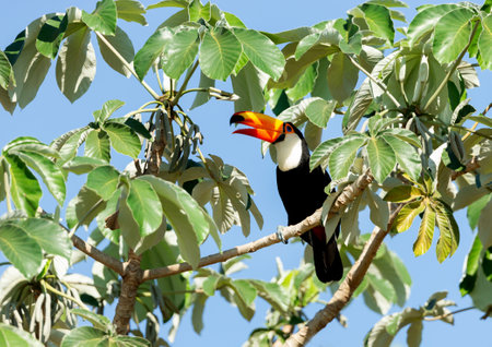 Close up of a Toco Toucan perched in a tree, Pantanal, Brazil.の写真素材