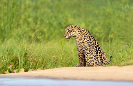Close up of a Jaguar on sandy coast along a river bank, Pantanal, Brazil.の写真素材
