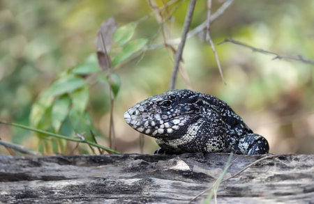 Close up of a Black and White Tegu (Salvator merianae), Pantanal, Brazil.の写真素材