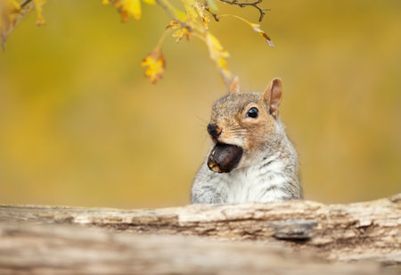 Close up of a cute grey squirrel with an acorn in autumn, UK.の写真素材