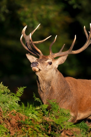 Portrait of a red deer stag in autumn, UK.の写真素材