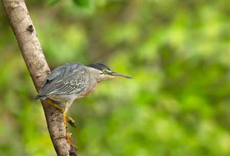 Close up of a perched Striated heron, Pantanal, Brazil.の写真素材