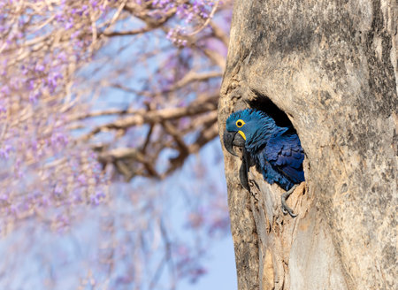 Hyacinth macaw perched in a tree hole in spring, South Pantanal, Brazil.の写真素材