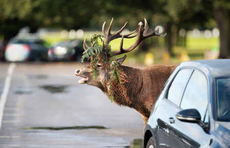Red deer bellowing on a busy road during rutting season in autumn, UK.の写真素材