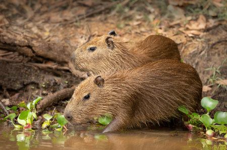Close up of two small Capybaras on a river bank, South Pantanal, Brazil.の写真素材