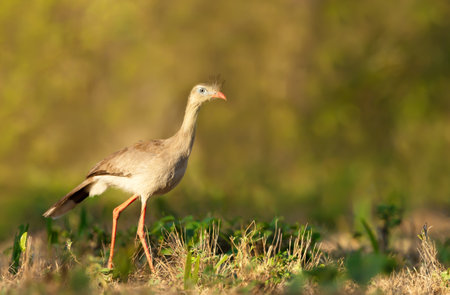 Close up of a Red legged seriema standing in a grass field, Pantanal Brazil.の写真素材