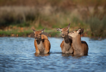 Close-up of a group of hinds standing in water, UK.の写真素材