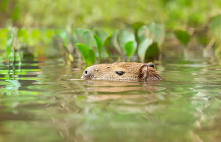 Capybara swimming in a river, South Pantanal, Brazil.の写真素材