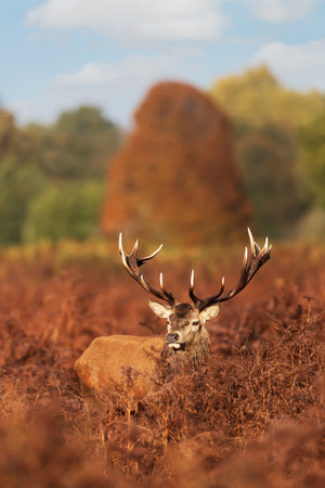 Close up of a red deer stag during rutting season, UK.の写真素材