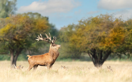 Red deer stag guarding hinds during the rutting season in autumn, UK.