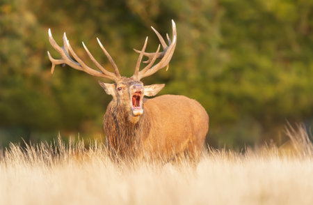Red deer stag calling during the rut in autumn, UK.の写真素材