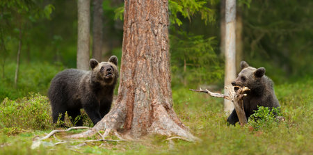 Close up of playful European brown bear (Ursus arctos arctos) cubs in the woods of Finland.の写真素材