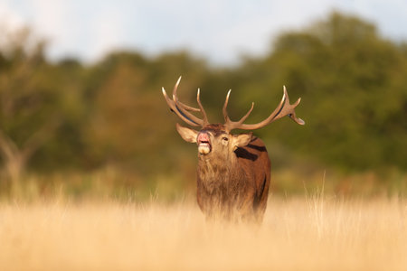 Red deer stag calling during the rut in autumn, UK.の写真素材
