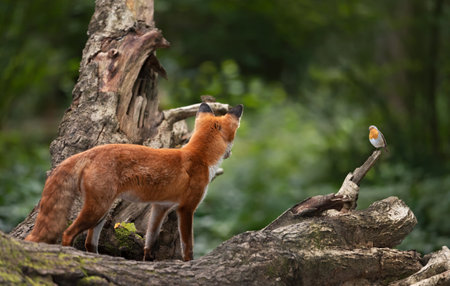 Close-up of a Red fox watching a singing robin in forest, UK.の写真素材