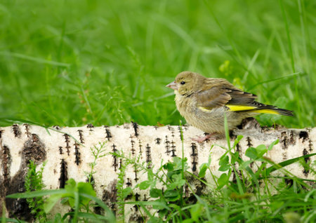 Close up of a juvenile Eurasian Siskin (Spinus spinus) perched on a tree.の写真素材