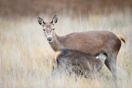 Close up of a Red deer hind feeding her calf, UK.の写真素材