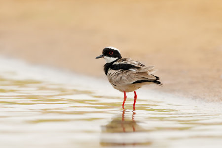 Close up of a Pied plover (Vanellus cayanus), also known as the pied lapwing, Pantanal, Brazil.