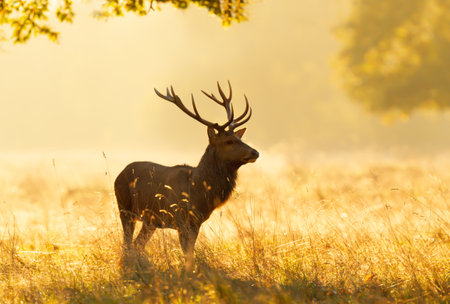 Close up of a Red Deer stag at sunrise, UK.の写真素材
