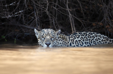 Close up of a Jaguar hunting in a river, Pantanal, Brazil.