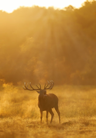 Close up of a Red Deer stag calling during rutting season at sunrise, UK.の写真素材