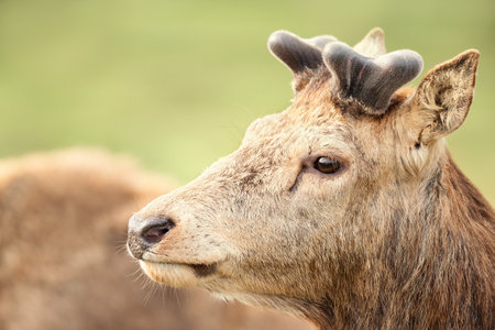 Portrait of a red deer stag with velvet antlers in spring, United Kingdom.の写真素材