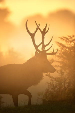 Close up of a Red Deer stag during rutting season at sunrise, UK.の写真素材