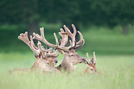 Group of Red deer stags with velvet antlers in summer, United Kingdom.の写真素材