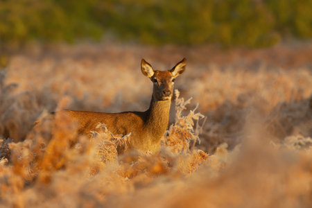 Close up of a Red Deer hind at sunrise in winter, UK.の写真素材