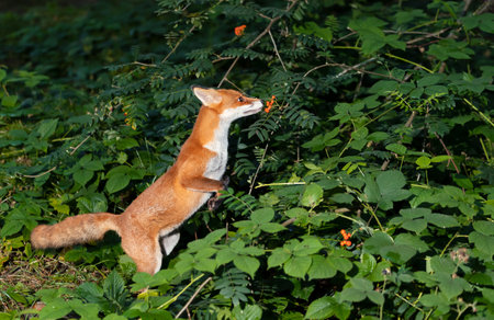 Close up of a Red fox (Vulpes vulpes) cub smelling rowan berries in late summer, UK.