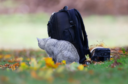 Close-up of a cute cat hiding behind a backpack.の写真素材