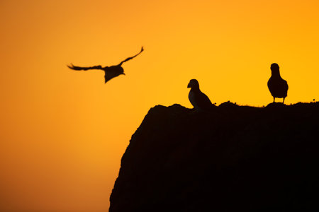 Group of Atlantic puffins (fratercula arctica) on a cliff at sunset in Fair Isle, Shetland, UK.の写真素材