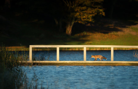 Red fox crossing a river by a bridge, UK.の写真素材