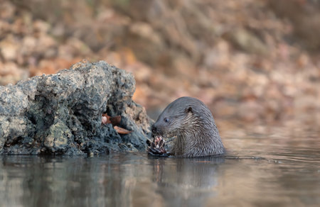 Close up of a neotropical otter eating a fish in a river, Pantanal, Brazil.の写真素材