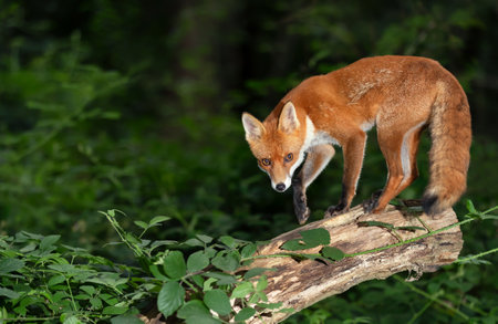 Close up of a Red fox (Vulpes vulpes) standing on a tree trunk in a forest, UK.