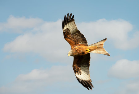 Close-up of a Red kite in flight, UK.の写真素材