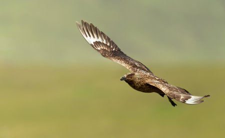 Close-up of a Great skua (Stercorarius skua) in flight, Noss, Shetland, UK.の写真素材