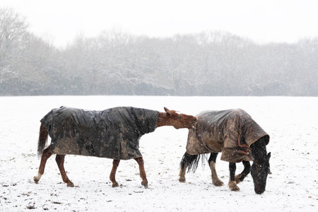 Two horses play-fighting in the falling snow in winter, UK.の写真素材