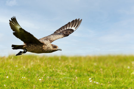 Close-up of a Great skua (Stercorarius skua) in flight, Shetland Islands, UK.の写真素材