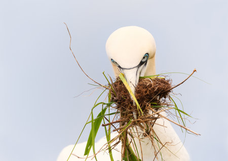 Close-up of a Northern gannet (Morus bassana) with nesting material in the beak, Bempton cliffs, UK.の写真素材
