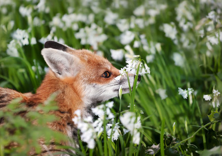 Close up of a red fox (Vulpes vulpes) amongst white variety bluebells in spring, UK.の写真素材
