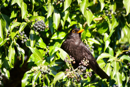 Close-up of a Common Eurasian Blackbird (Turdus merula) feeding on berries, UK.の写真素材