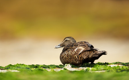 Close-up of a common Eider on the coastal area in Noss, Shetland Islands.