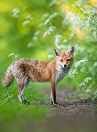 Close-up of a Red fox (Vulpes vulpes) standing on a forest path, UK.