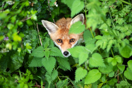 Close-up of a Red fox (Vulpes vulpes) in a forest, UK.の写真素材