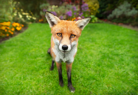 Close-up of a red fox standing on green grass in summer, UK.の写真素材