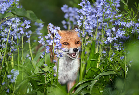 Close-up of a red fox (Vulpes vulpes) amongst bluebells in spring, UK.