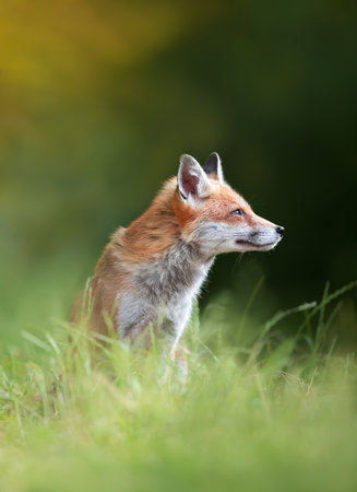 Close-up of a Red fox (Vulpes vulpes) in a meadow, UK.の写真素材
